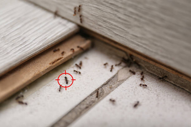 Best Pest Control for Businesses  in Hinsdale, IL