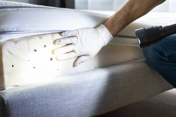 Best Spider Control Near Me  in Hinsdale, IL