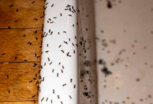 Best Pest Removal Services  in Hinsdale, IL